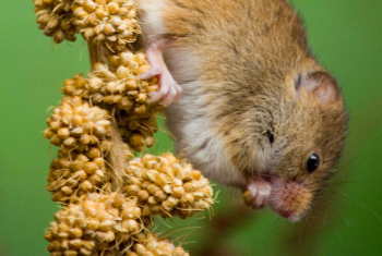 Harvest mouse